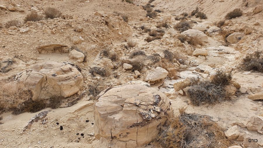 בולבוסי ענק במורד מעלה נחש צמא